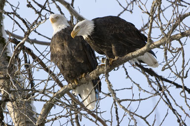 Imagem de Haliaeetus leucocephalus (Linnaeus 1766)