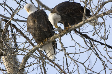 Imagem de Haliaeetus leucocephalus (Linnaeus 1766)