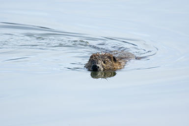 Image of american beaver