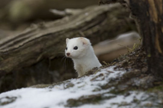 Image of ermine