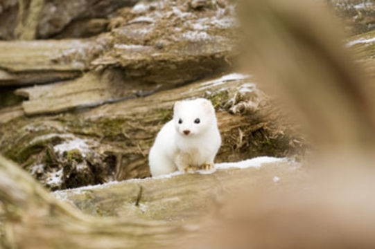 Image of ermine