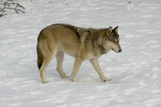 Image of gray wolf