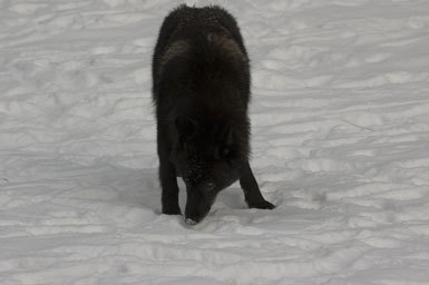 Image of gray wolf