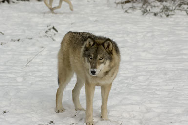 Слика од волк