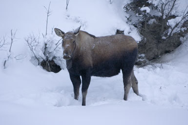 Image of North American Elk