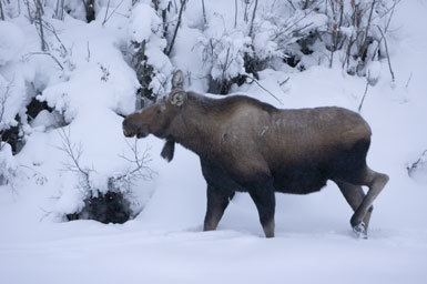 Image of North American Elk