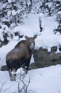 Image of North American Elk