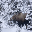 Image of North American Elk