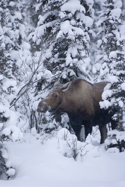 Image of North American Elk