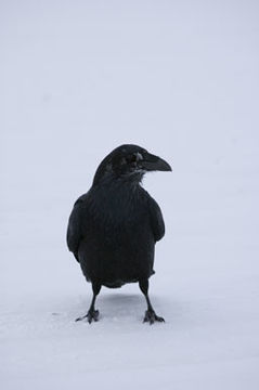 Image of Northern Raven