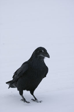 Image of Northern Raven