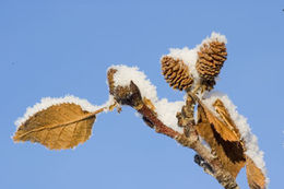 Image of Oregon Alder