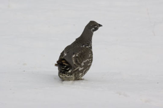 Image of Spruce Grouse