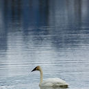 Image of Bewick's Swan