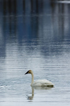 Image of Bewick's Swan