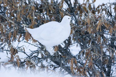 Image of Willow Grouse and Red Grouse