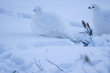 Image of Willow Grouse and Red Grouse