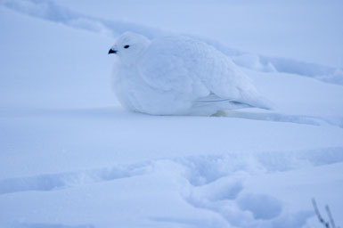 Image of Willow Grouse and Red Grouse