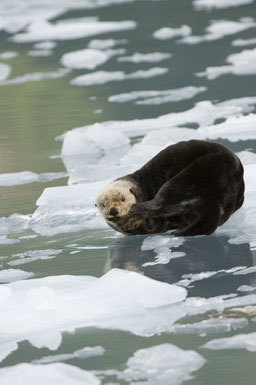 Image of Sea Otter