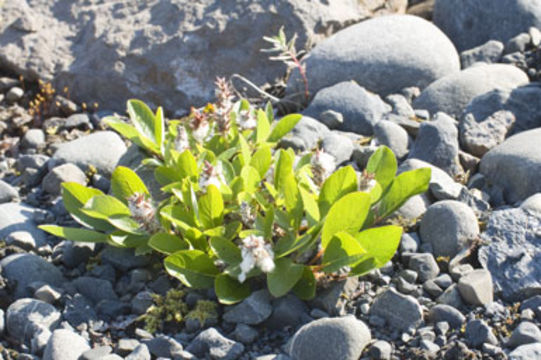 Image of arctic willow