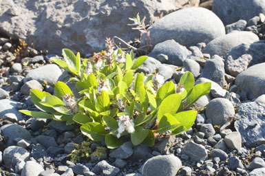 Image of arctic willow