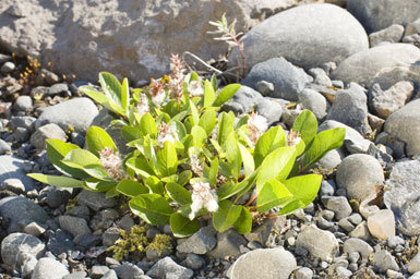 Image of arctic willow