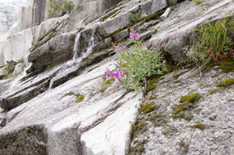 Image of dwarf fireweed