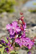 Image of dwarf fireweed