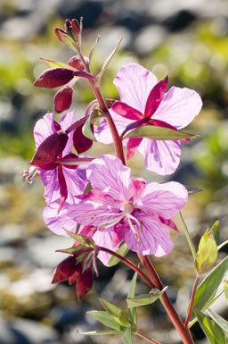 Image de Epilobium latifolium L.