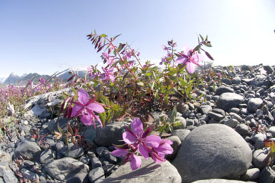 Image of dwarf fireweed