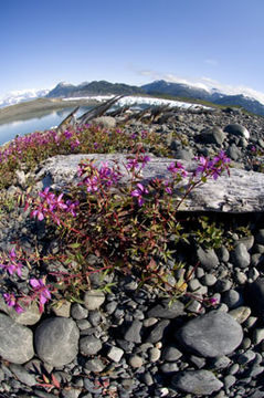 Imagem de Epilobium latifolium L.