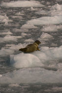 Image of common seal, harbour seal