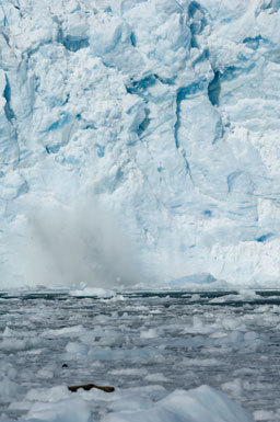 Image of common seal, harbour seal