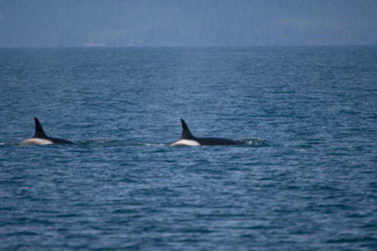 Image of Orca