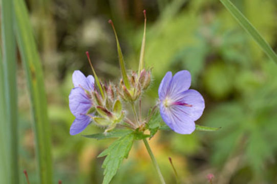 Image of woolly geranium