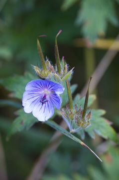 Image of woolly geranium