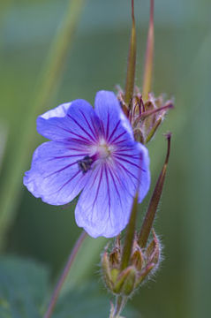 Image of woolly geranium