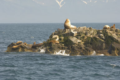 Image of Northern Sea Lion