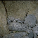 Image of San Pedro Side-blotched Lizard