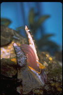 Image of Giant Acorn Barnacle