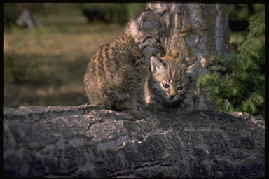 Слика од Lynx rufus (Schreber 1777)