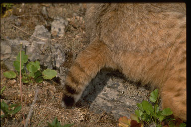 Image of bay lynx