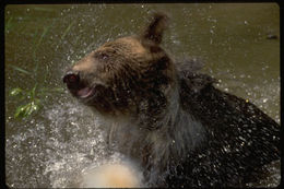 Image of Brown Bear