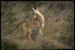 Image de coyote