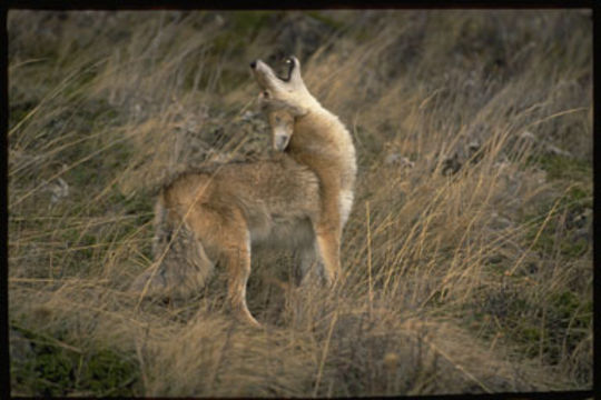 Image of American jackal