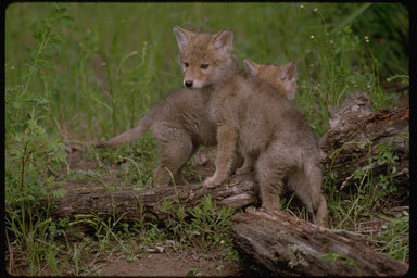 Image of American jackal