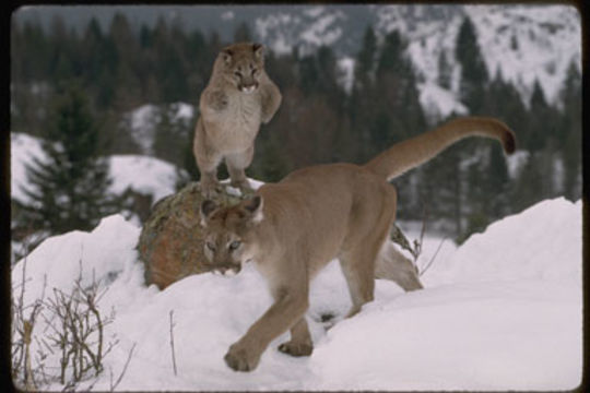 Image of Cougar