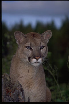 Image of Cougar