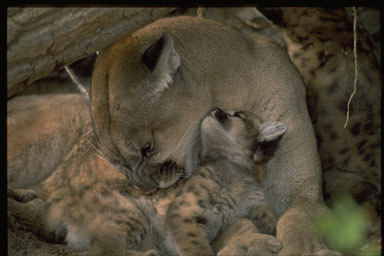 Image of Cougar