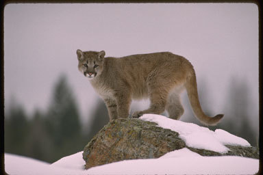 Image of Cougar